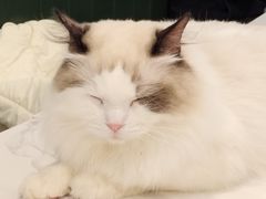 -安格丽娜·狗咖·猫咖羊驼咖(春熙路百盛商场店)