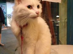 iphone_upload_pic-Babycat私家御饼屋(龙头路一店)