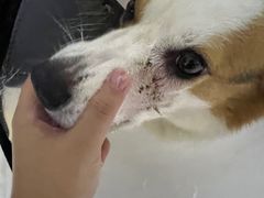 -顺强宠物诊所·狂犬免疫·夜诊·骨科(嘉定店)