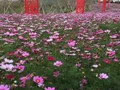 -天适樱花悠乐园