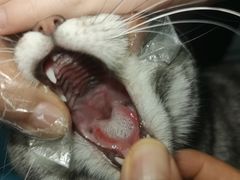 -纳吉亚猫专科动物诊疗中心(蒋宅口分院)