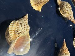 -青岛贝壳博物馆
