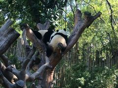 -深圳野生动物园