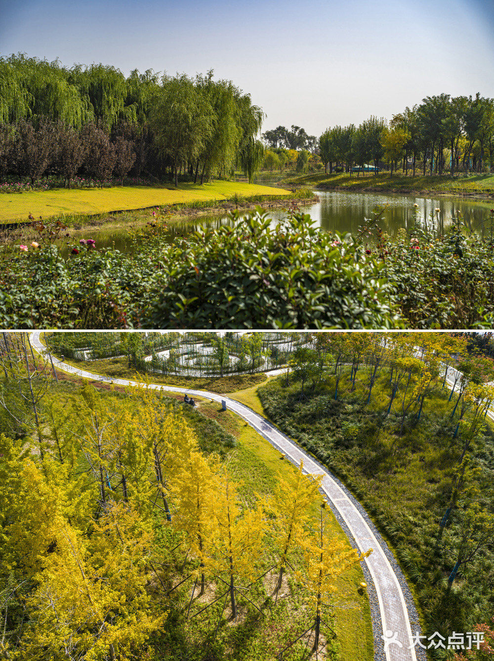 聊城月季洼湿地公园图片