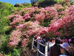 -木兰云雾山