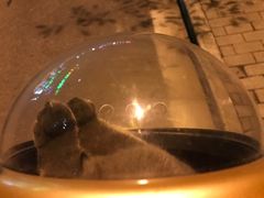 -八公叔叔宠物美容连锁(春申店)