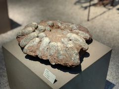 -浙江自然博物院(杭州馆)