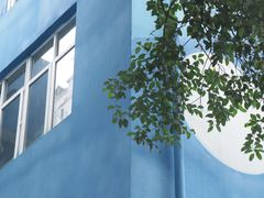 -泡桐树街