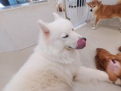 -共舞时光猫咖·狗咖(新街口店)