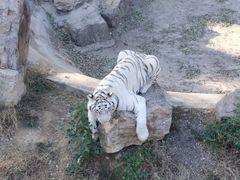 -石家庄市动物园