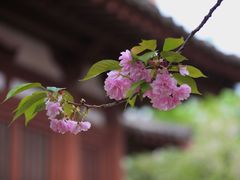 -西安青龙寺遗址景区