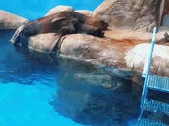-海合安成都极地海洋公园