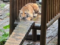 -广州长隆野生动物世界