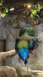 -Zoolung Zoolung动物主题公园(海信广场店)