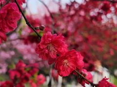 -南山植物园