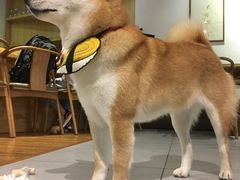 -柴务处·柴犬主题狗咖