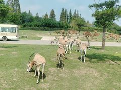 -上海野生动物园