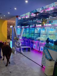 -神奇动物撸宠馆·羊驼·小浣熊·异宠(豫园店)