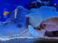 -上海海洋水族馆