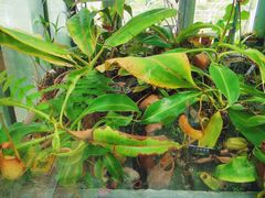 -北京植物园-展览温室