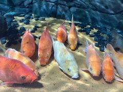 -上海海洋水族馆