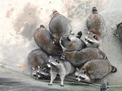 -常州淹城野生动物世界