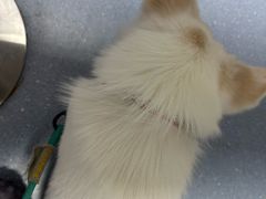 -宠物星动物医院·眼科·异宠·猫科(江南大道总院)