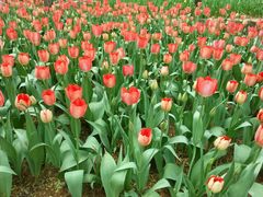 android_upload_pic-洛阳郁金香牡丹园