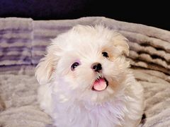 -翊宠yipet猫狗购宠庄园犬舍•猫舍