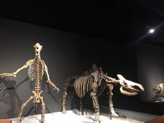 -重庆自然博物馆(新馆)