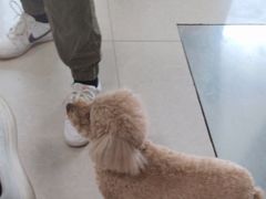 -瑞派福兴宠物医院犬猫全科·骨科·中西医结合(河东店)