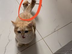 -momokira米努特·德文卷毛猫·棉花面纱犬