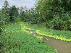 -桤木河湿地公园