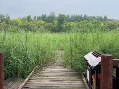 -西青郊野公园