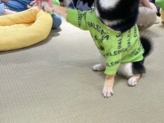 -逗柴咖啡屋·狗咖猫咖宠物桌游