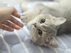 -lincat·猫舍(广州店)