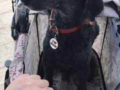 -爱侣宠医·鹦鹉专科·小型哺乳类·异宠专科(灵石路店)