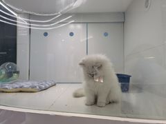 -1013 PET SHOP精品宠物商店(丁香店)