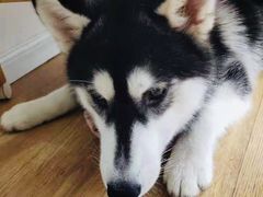 -Husky Go! 哈士奇体验馆·宠物咖啡厅狗咖