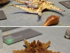 -中国（海南）南海博物馆