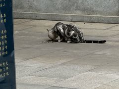 -西安大兴善寺
