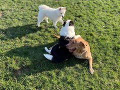 -趣玩宠物乐园寄养训犬训狗游泳池
