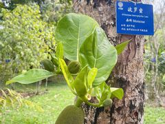 -中国科学院西双版纳热带植物园