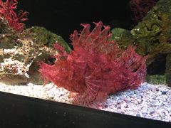 -暹罗海洋世界