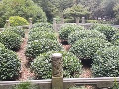 -十八棵（老龙井）御茶园(老龙井店)