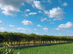 -上海长兴岛郊野公园