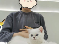 -唐小姐の猫狗洗护·购宠旗舰店(周浦万达店)