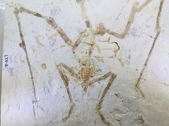 -安徽省地质博物馆