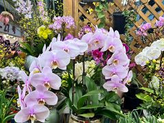 -双季花艺园艺市场(浦东店)