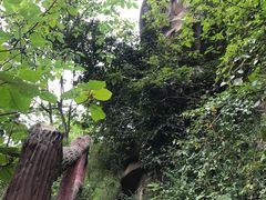 -铁山坪森林公园